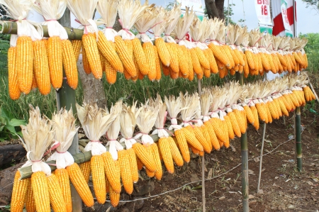 Jagung Hibrida - Kecamatan Lumbang